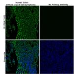 CD273 (B7-DC) Antibody in Immunohistochemistry (Paraffin) (IHC (P))