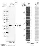 Annexin A3 Antibody