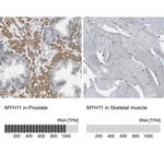 MYH11 Antibody