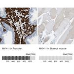 MYH11 Antibody