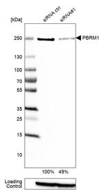 PBRM1 Antibody