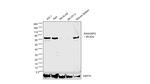 RASGRP2 Antibody