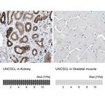 UNC5CL Antibody