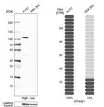 delta Catenin Antibody