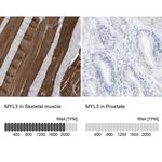 MYL3 Antibody