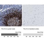 TCL1A Antibody