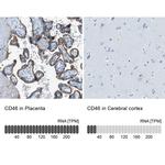 CD46 Antibody