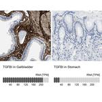 TGFBI Antibody