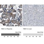 Fibrillin 1 Antibody