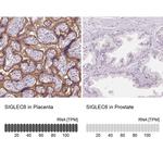 SIGLEC6 Antibody