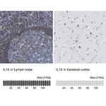 IL-16 Antibody