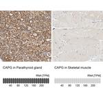 CAPG Antibody