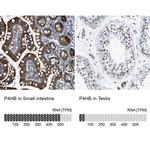 PDI Antibody