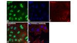 CtBP1 Antibody in Immunocytochemistry (ICC/IF)