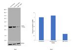 CtBP1 Antibody