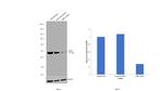 CtBP1 Antibody in Western Blot (WB)