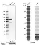 CALM Antibody