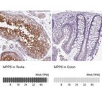 VAM1 Antibody