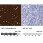 Amphiphysin Antibody