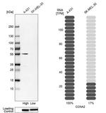 Cyclin A2 Antibody