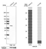 AMACR Antibody