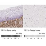 Fibrillin 1 Antibody