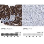 Carboxypeptidase A2 Antibody