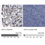 Jagged1 Antibody