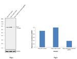 Ezrin Antibody in Western Blot (WB)