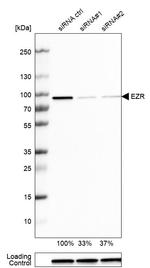 Ezrin Antibody