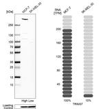 TRIM37 Antibody