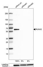 RUNX2 Antibody