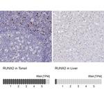 RUNX2 Antibody