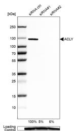 ATP Citrate Lyase Antibody