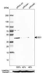 IDO Antibody