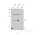 IDO Antibody in Western Blot (WB)