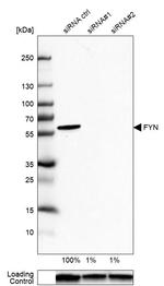 Fyn Antibody