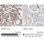 CD55 Antibody