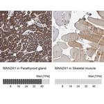 MAN2A1 Antibody