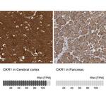 OXR1 Antibody