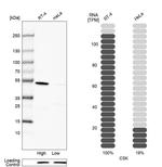 CSK Antibody