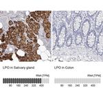 LPO Antibody