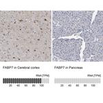 FABP7 Antibody