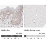 CD82 Antibody