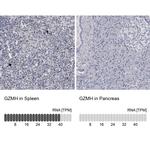 Granzyme H Antibody