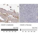 COL6A1 Antibody