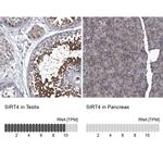 SIRT4 Antibody