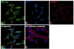 PKC mu Antibody in Immunocytochemistry (ICC/IF)