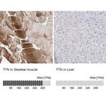 Titin Antibody