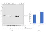 Galectin 8 Antibody